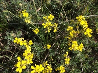 ova Gussonea-Tanacetum siculum 20110529 013